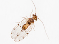 Ectopsocus petersi